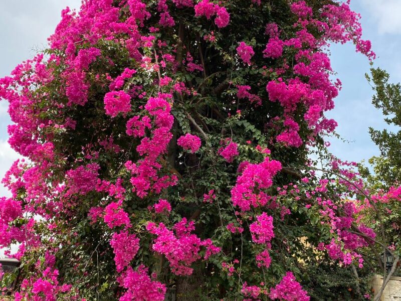 Villa for Sale in Ballouneh